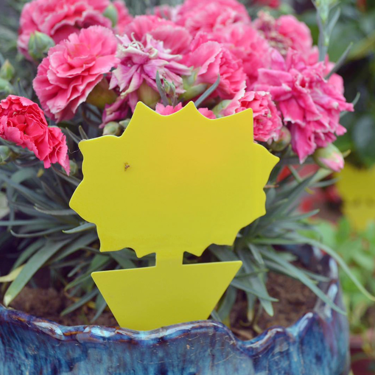 Yellow Sticky Fruit Fly Traps