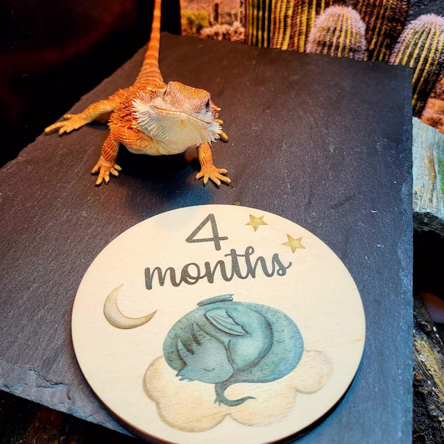 Baby Dragon Milestone Markers