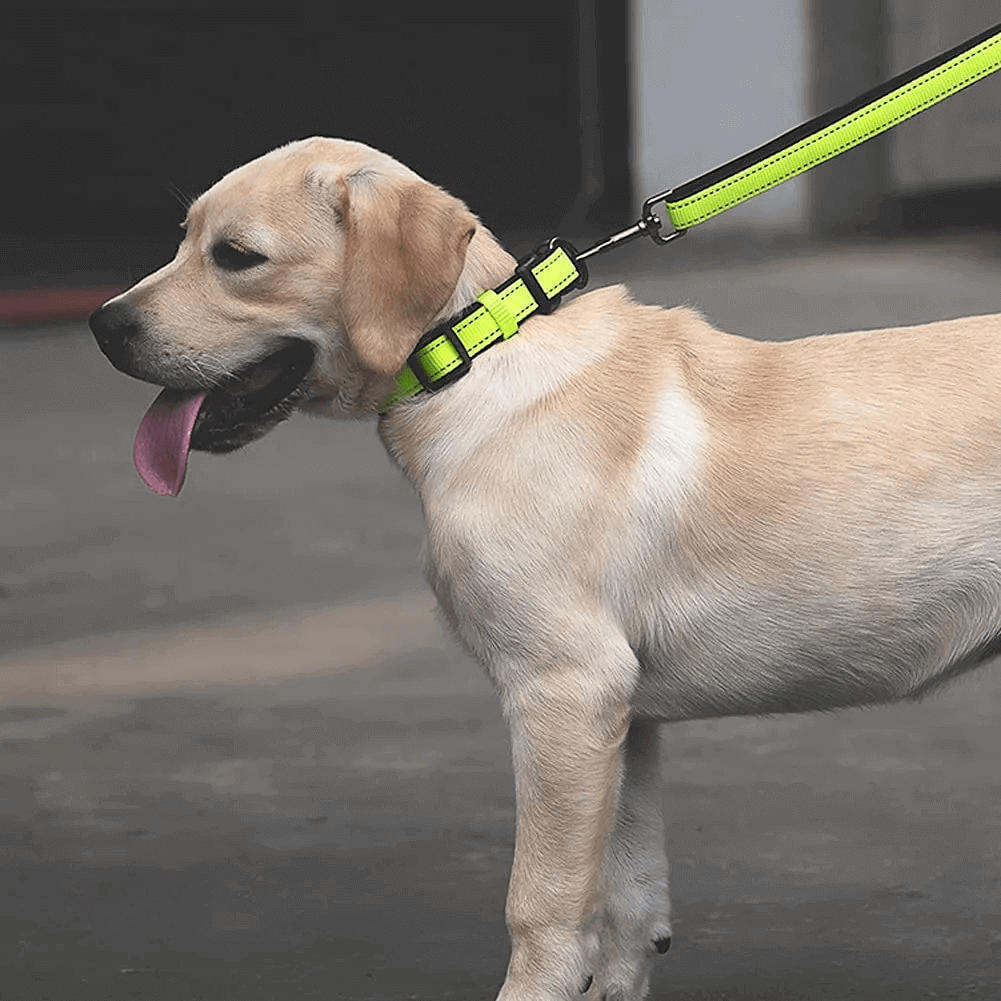 Reflective Dog Collar Adjustable with Safety Locking Buckle