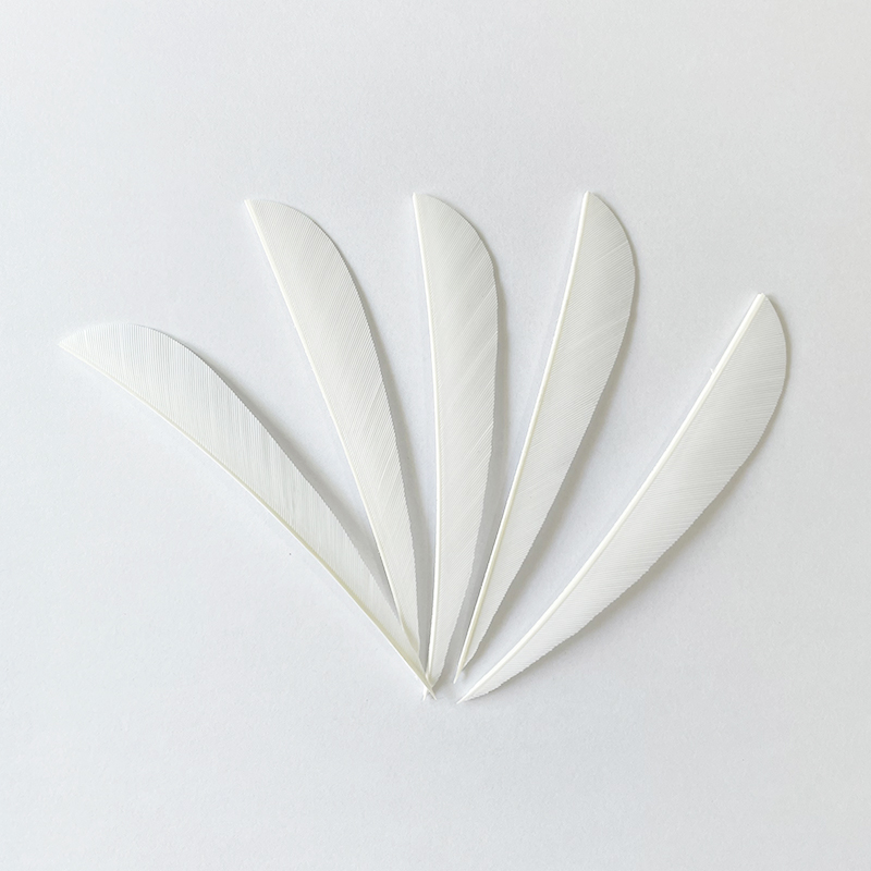 Feather Fletchings for Arrows 3" 4" 5" Parabolic RW (50 Pack)-CHN Archery