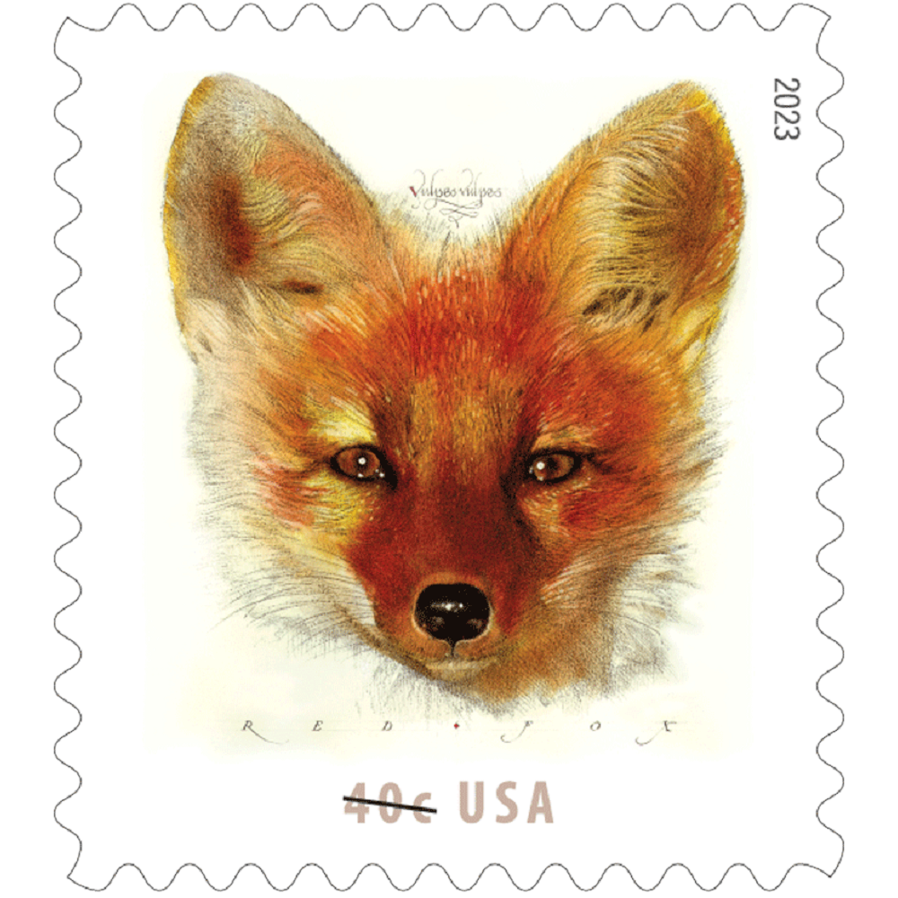 Red Fox 2023 