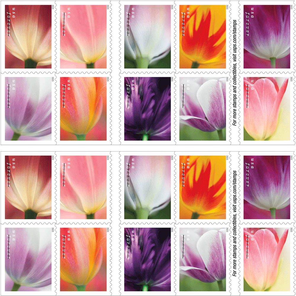 Tulip Blossoms 2023
