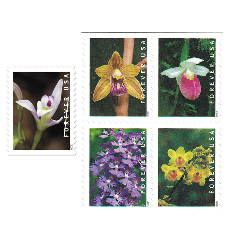 Wild Orchids 2020,100pcs