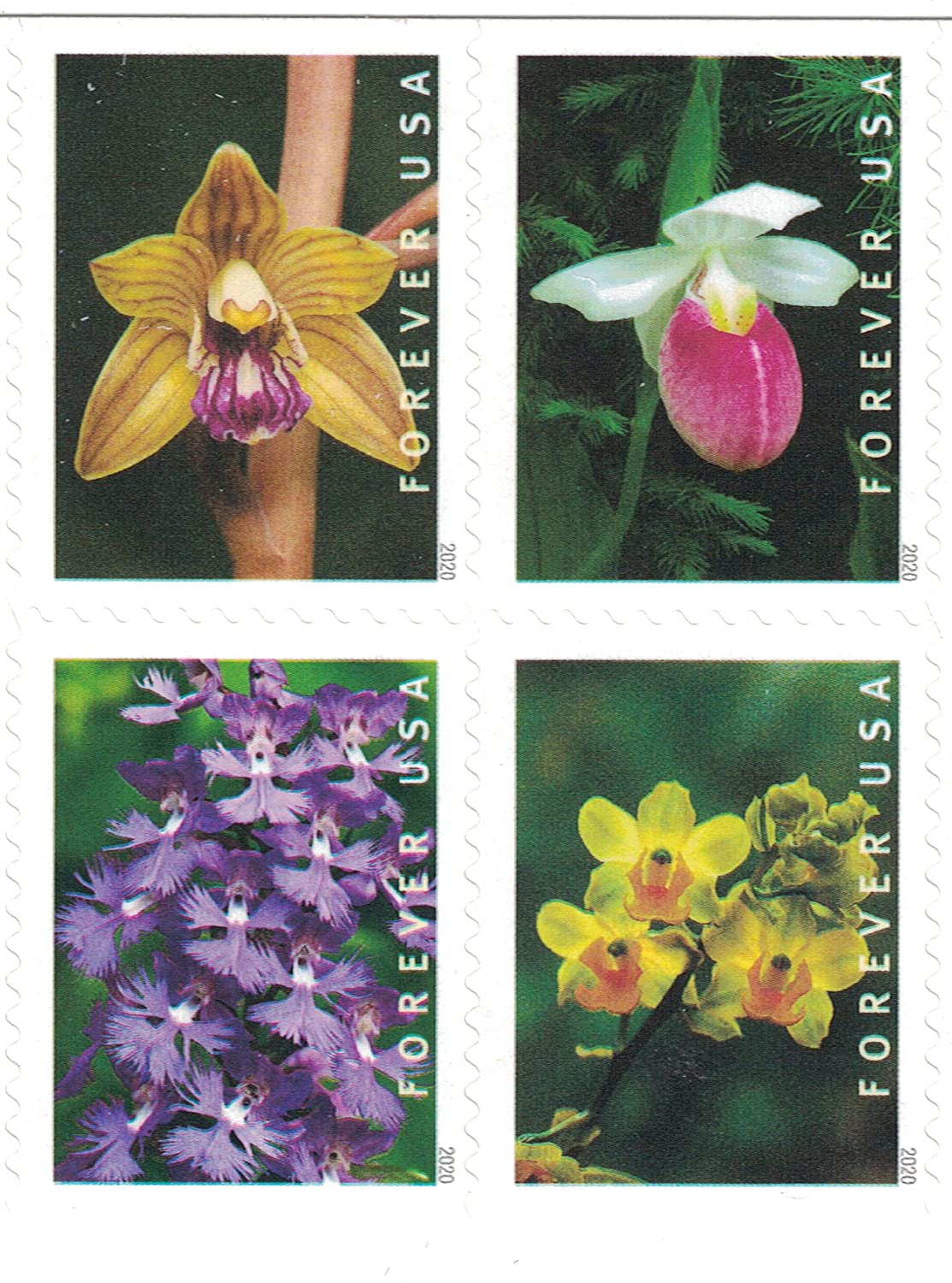 Wild Orchids 2020,100pcs