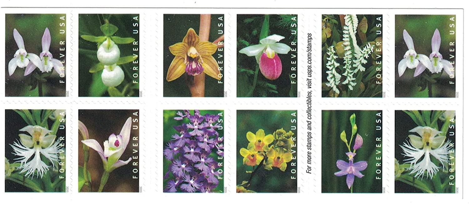 Wild Orchids 2020,100pcs