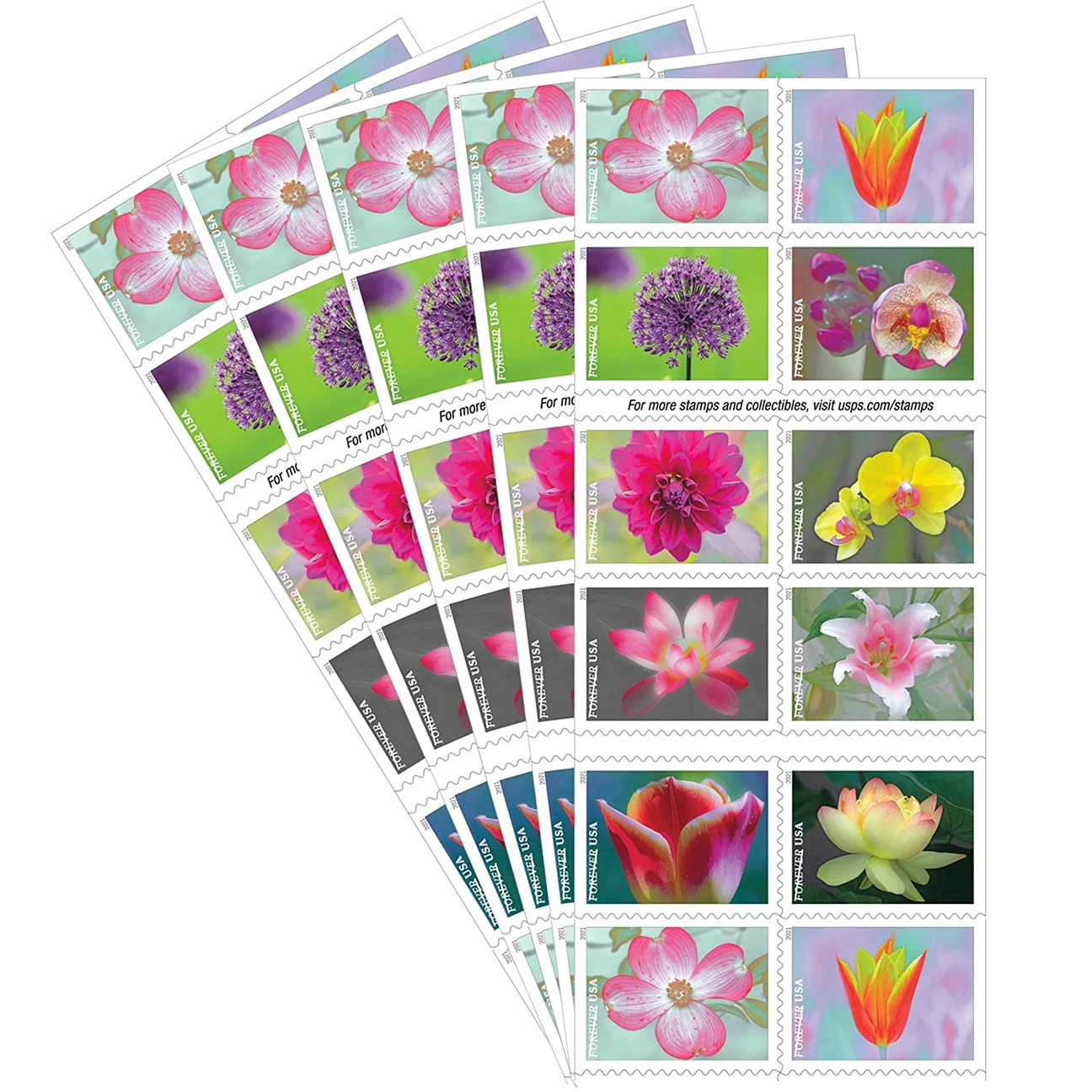 Garden Beauty 2021, 100 Pcs