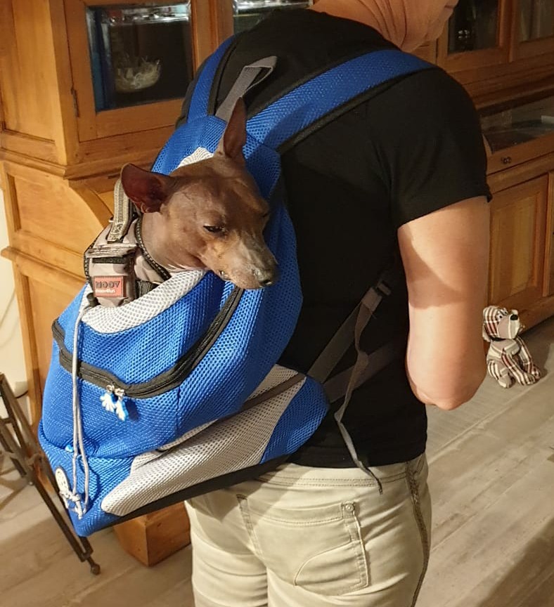 2023🔥 Portable Pet Backpack-BUNNYKACHU