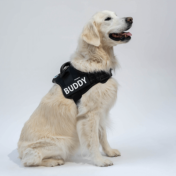 🐕Custom Anti-Choke Dog Harness🐶