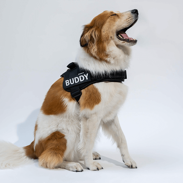 🐕Custom Anti-Choke Dog Harness🐶