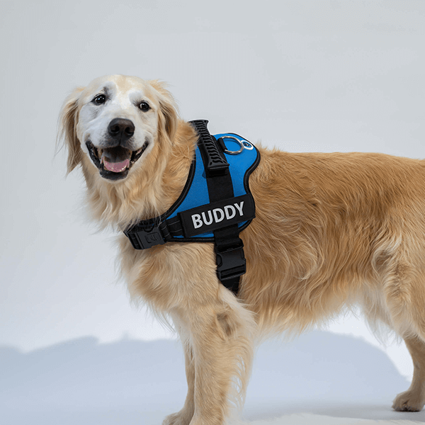 🐕Custom Anti-Choke Dog Harness🐶