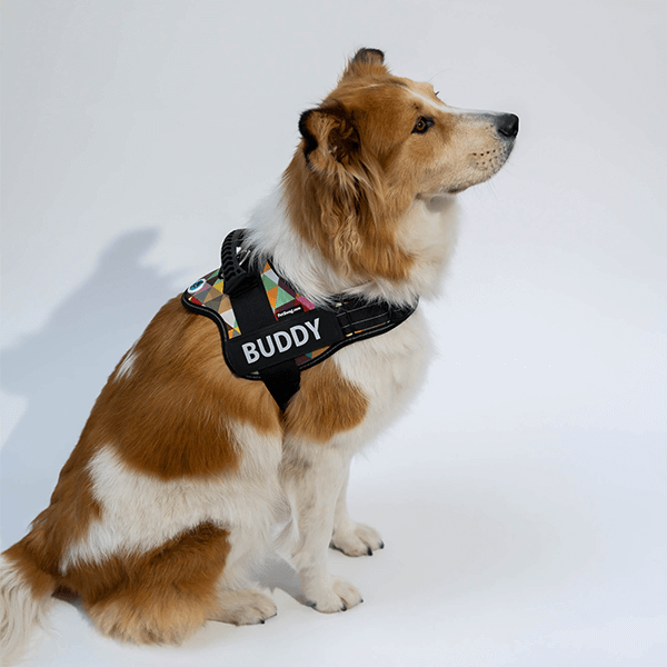 🐕Custom Anti-Choke Dog Harness🐶