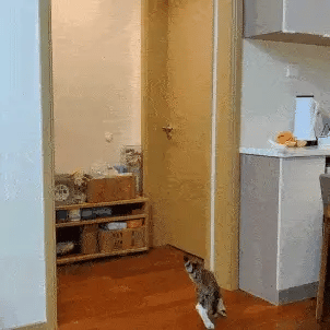 Hanging Cat Toy 