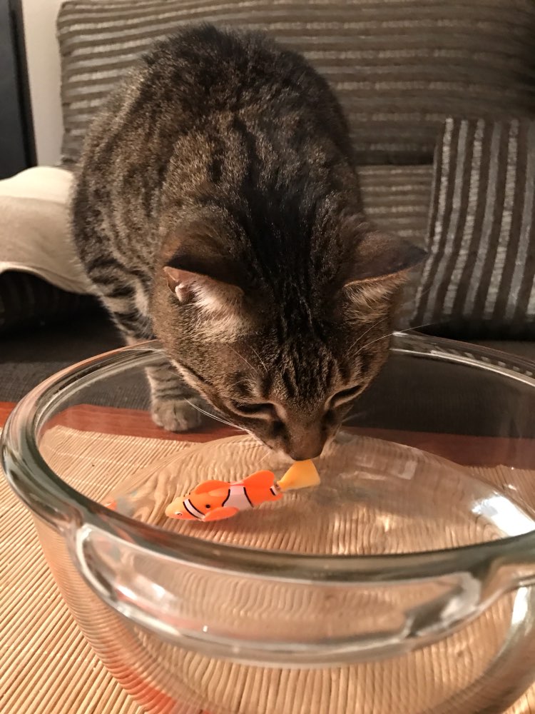 😺🐶Fish Toy For Pets