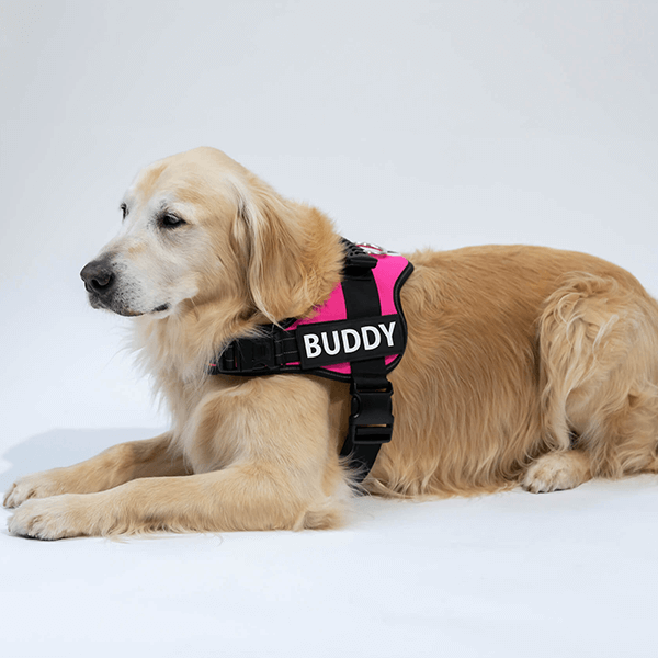 🐕Custom Anti-Choke Dog Harness🐶