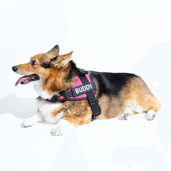 🐕Custom Anti-Choke Dog Harness🐶