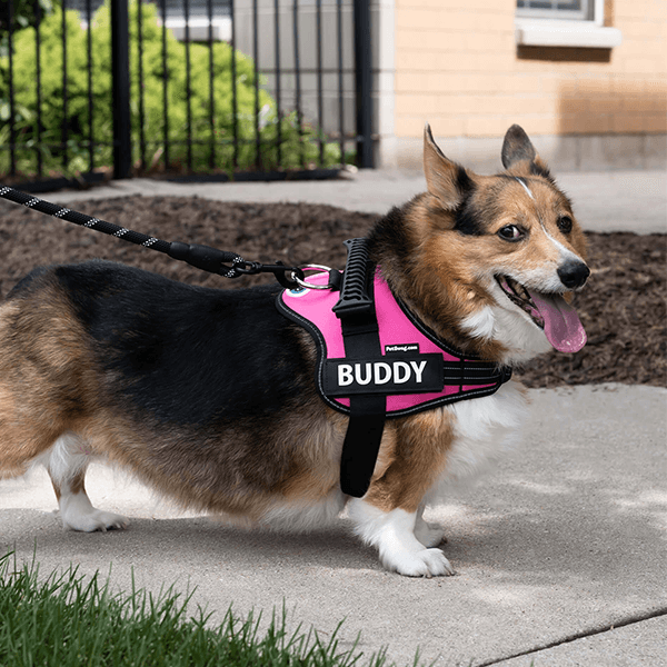 🐕Custom Anti-Choke Dog Harness🐶
