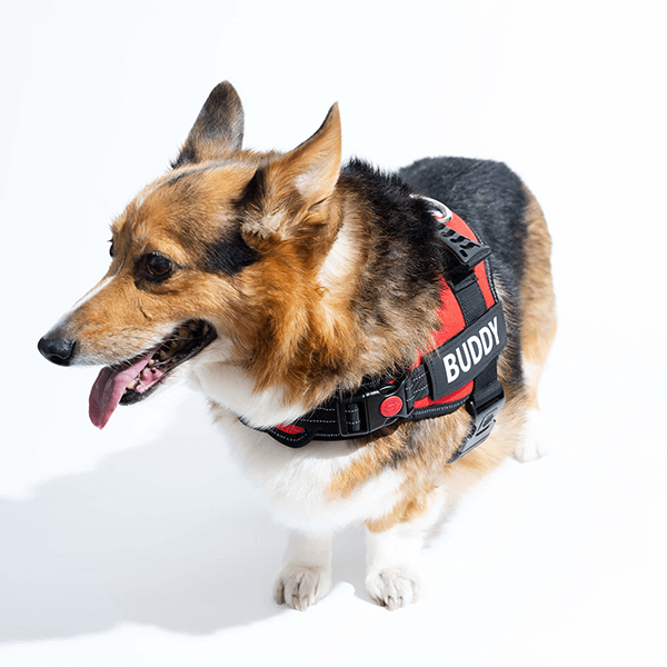 🐕Custom Anti-Choke Dog Harness🐶