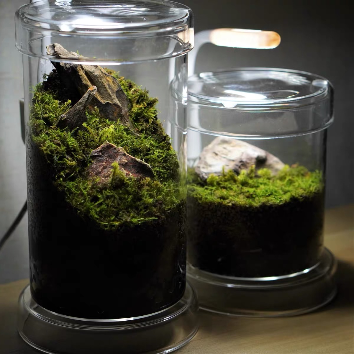 Stuffy moss ecological tank with light