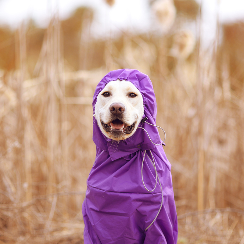 DogMEGA Reflective and Waterproof Raincoat for Dog