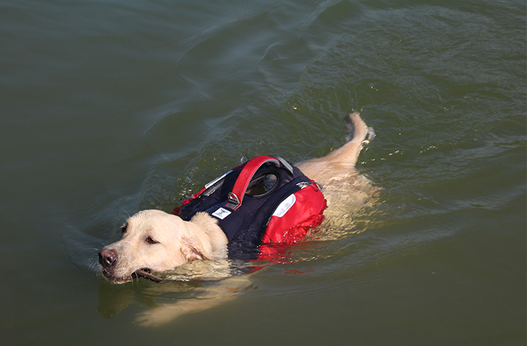 Dog Hiking Backpack Waterproof-heyidear