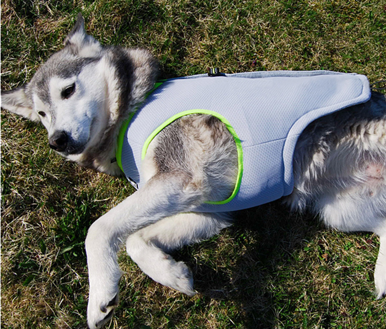 cooling dog vest