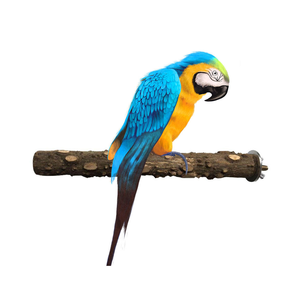 Natural Wooden Stand Stick for Pet Birds Parrots Standing Swing Chewing Bite Claw Grinding Perch Cage Toys Accessory-heyidear