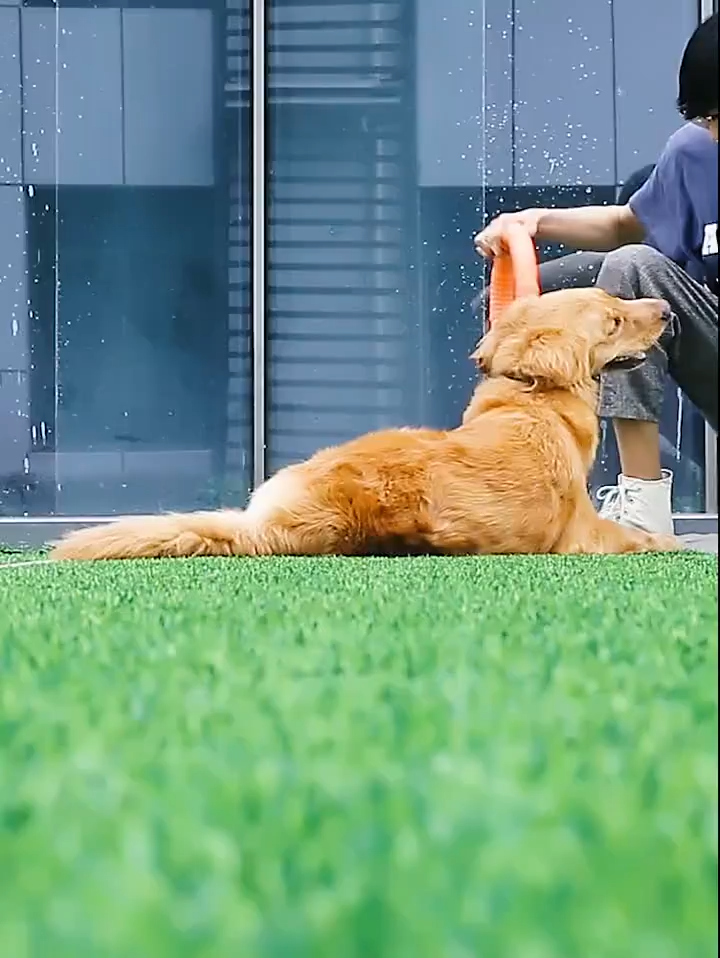 Pet Flying Discs | Dog Training Ring Puller | Heyidear-heyidear