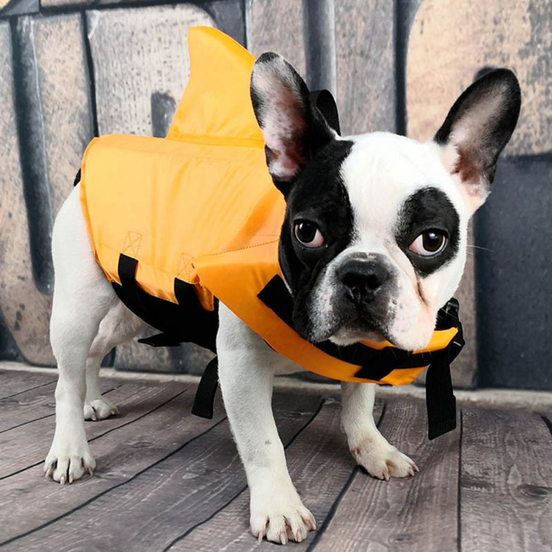 Frenchie shark life jacket