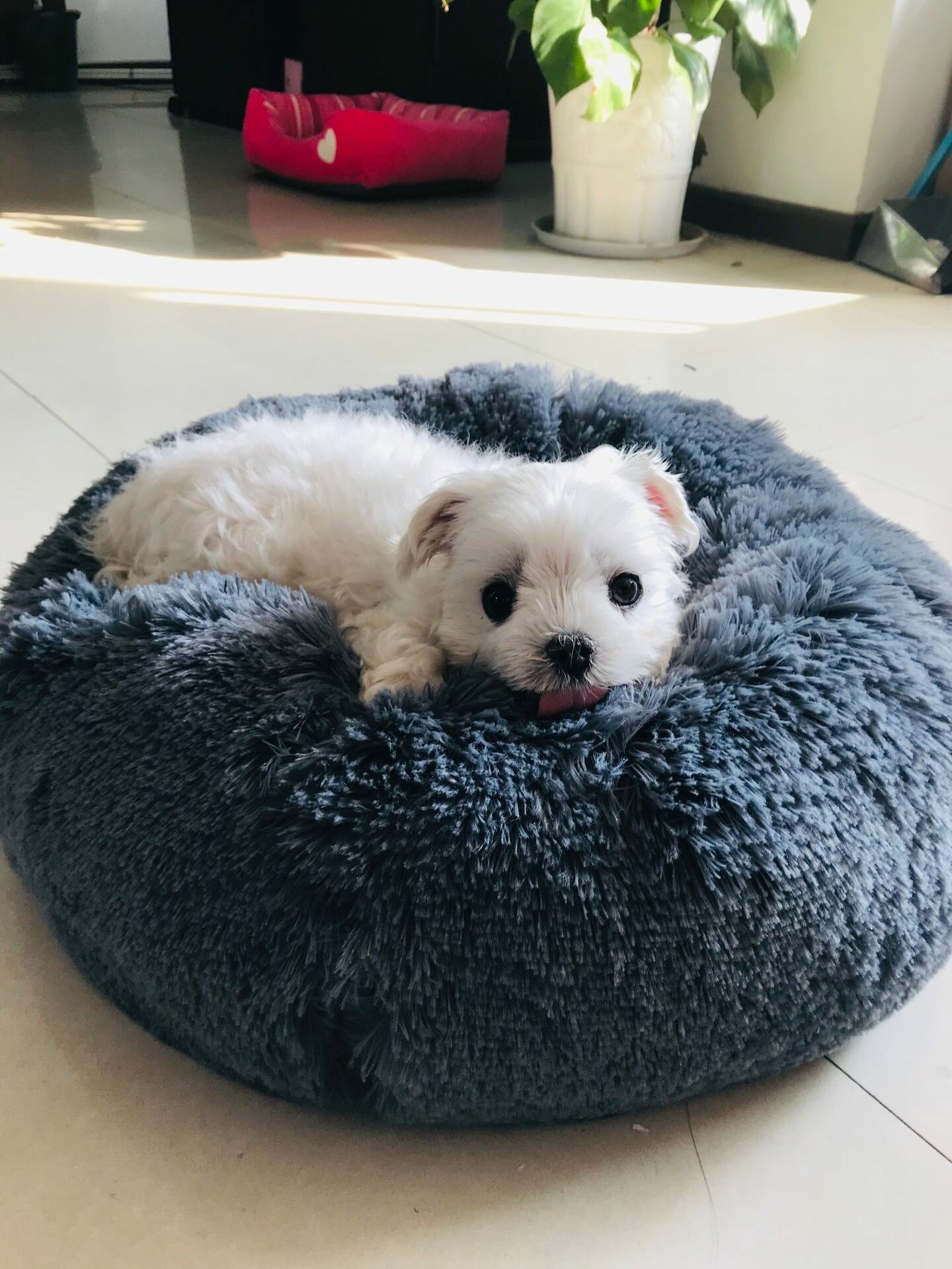 Multicolor Cat/Dog Pet Bed Super Soft Warm Round Depth Super Cute Kennel-heyidear