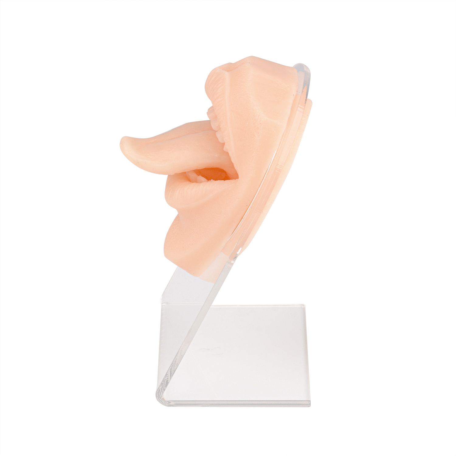 Human Tongue Mouth Model,Silicone Tongue Model, Human Tongue Model Soft  Silicone Lifelike Acrylic Stand Mouth Model for Jewelry Display (Skin Color)