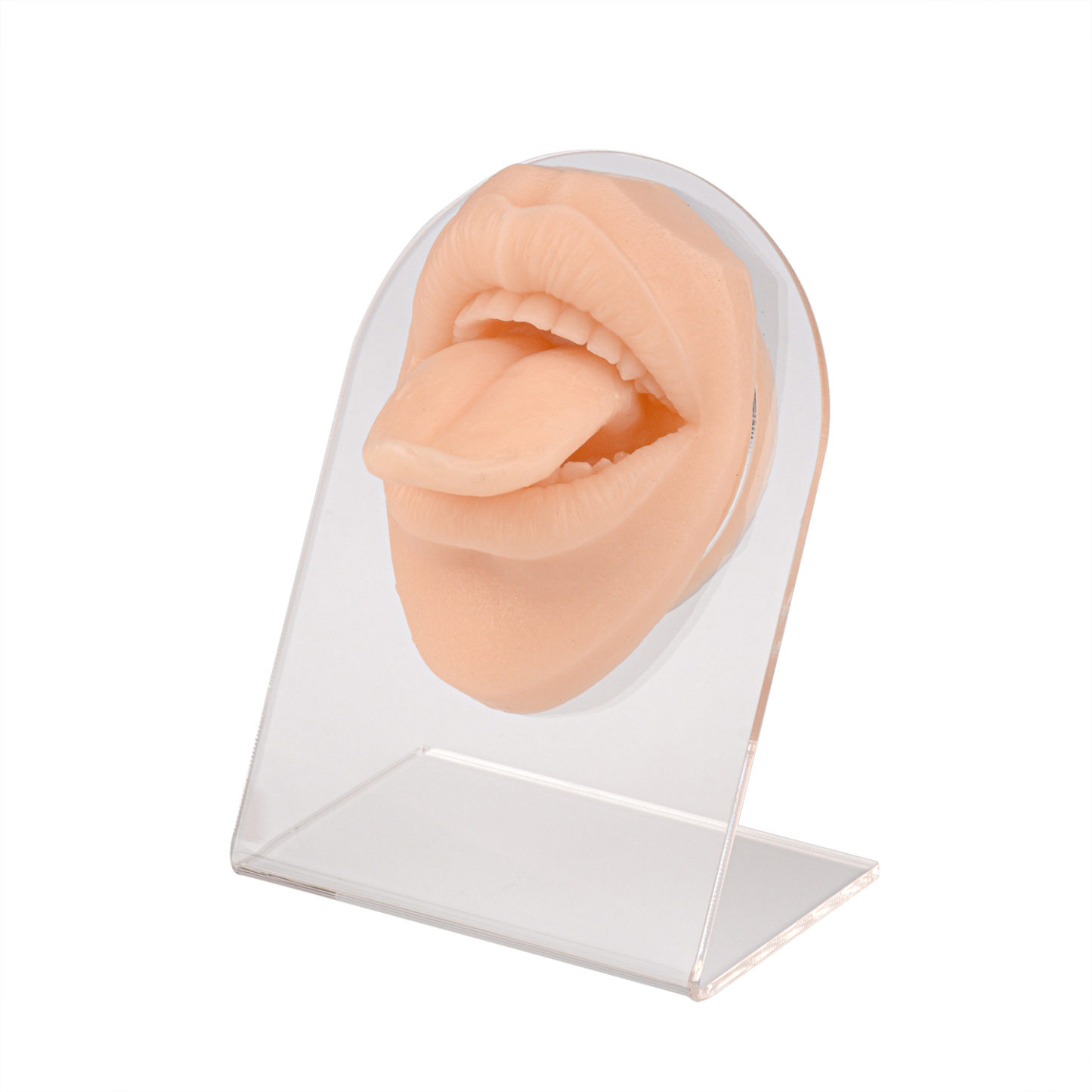 Ultrassist Snake Tongue Piercing Practice Model with Acrylic Stand