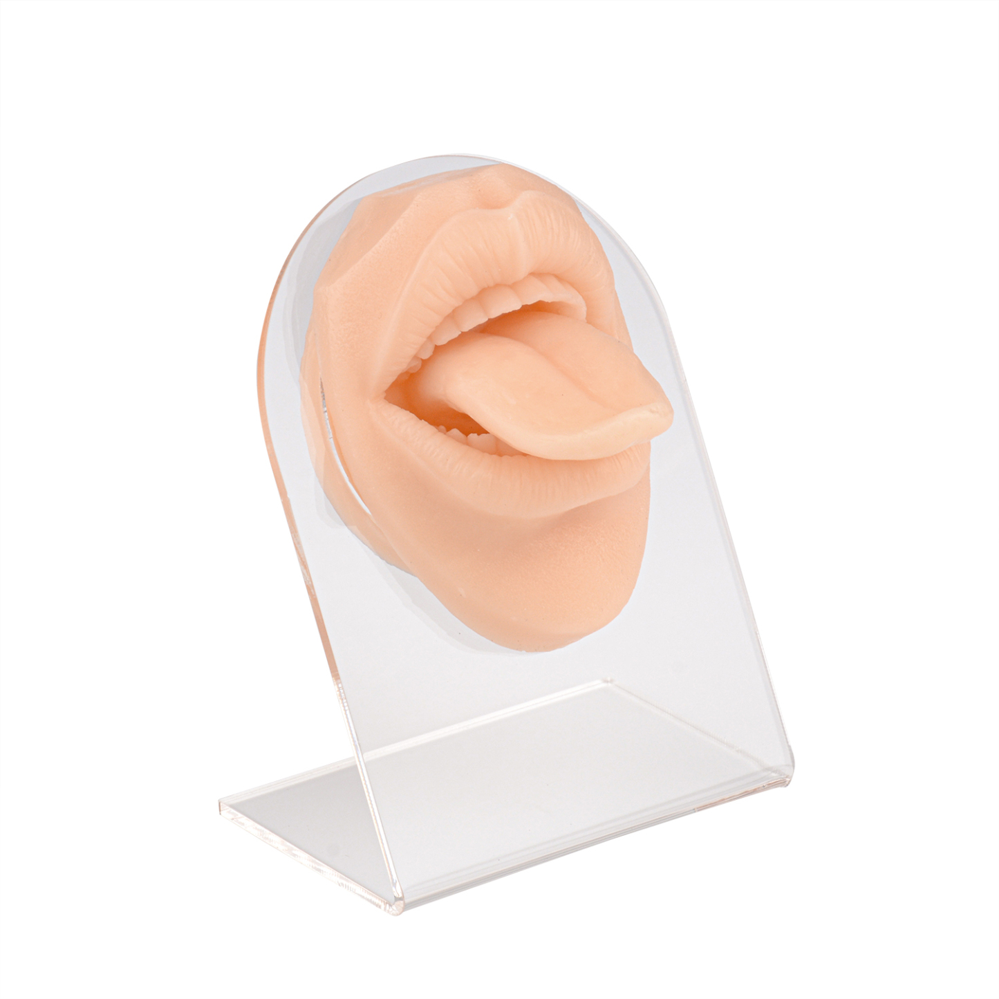 Ultrassist Snake Tongue Piercing Practice Model with Display Stand