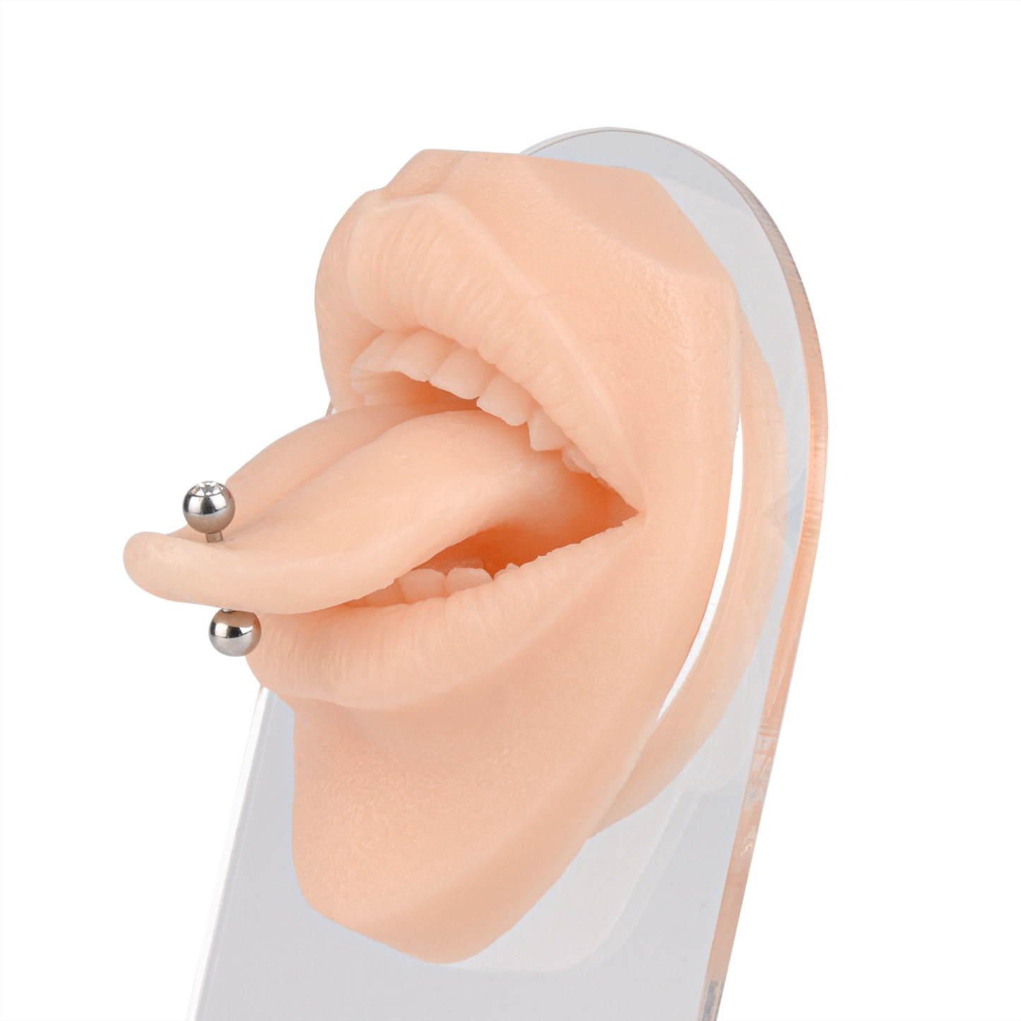 Ultrassist Snake Tongue Piercing Practice Model with Acrylic Stand