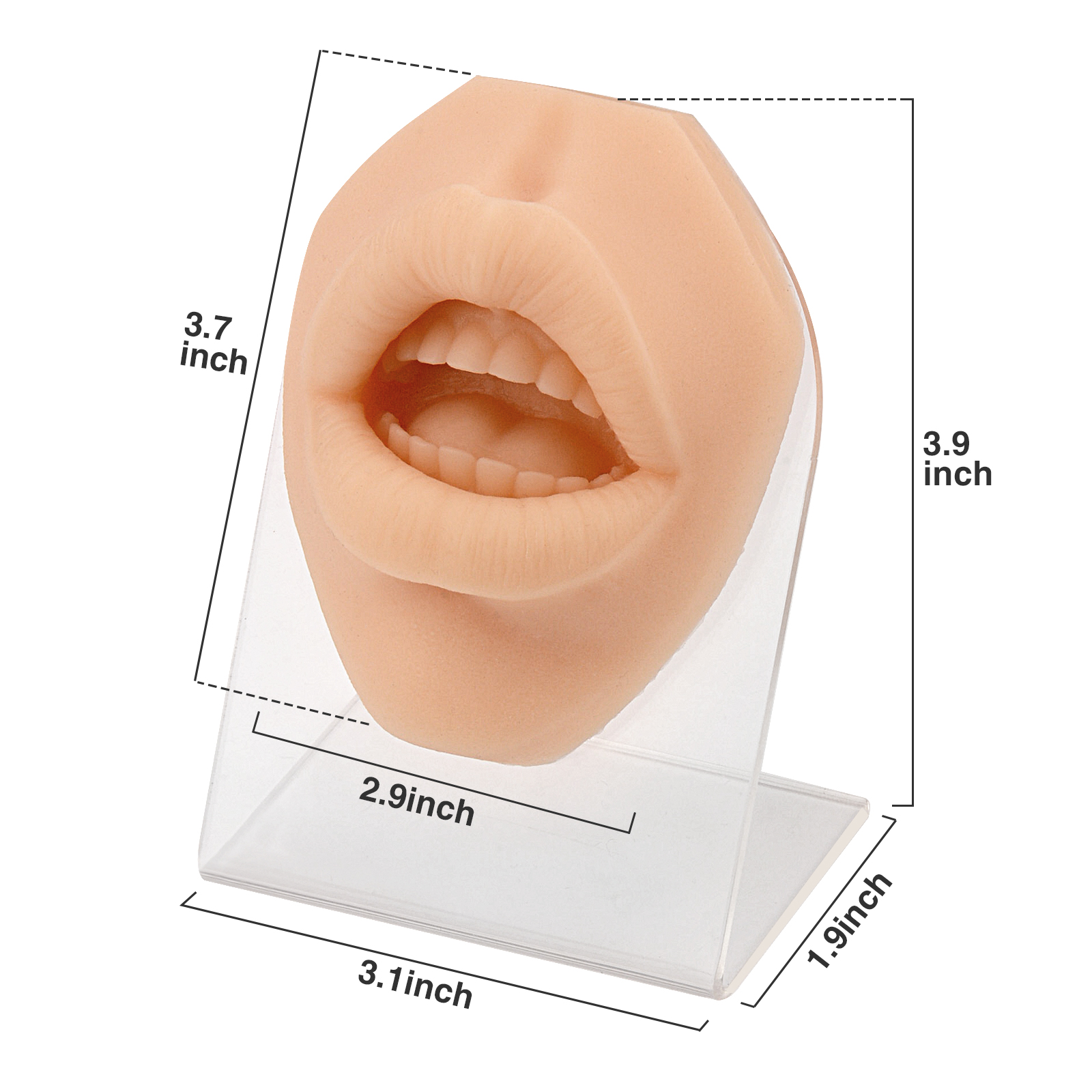 Ultrassist Silicone Lip Piercing Practice Model with Stand Size