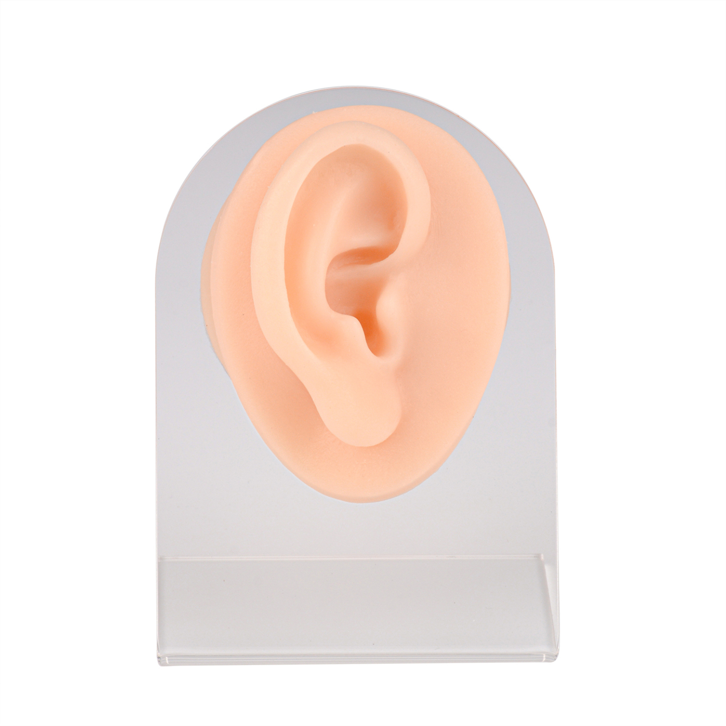 Ultrassist Practice Piercing Ear Silicone Model with Stand