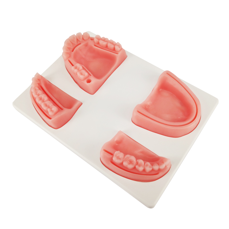 Ultrassist Dental Suture Teaching Model for School Demonstration