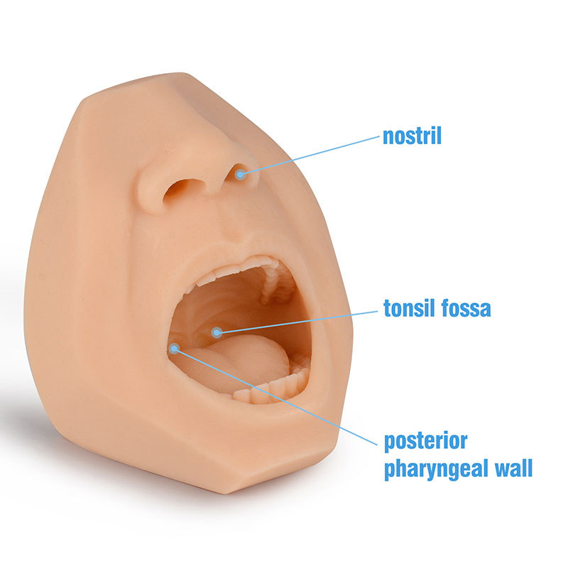 Realistic Mouth & Saliva-oral Fluid Drug Testing Training Model
