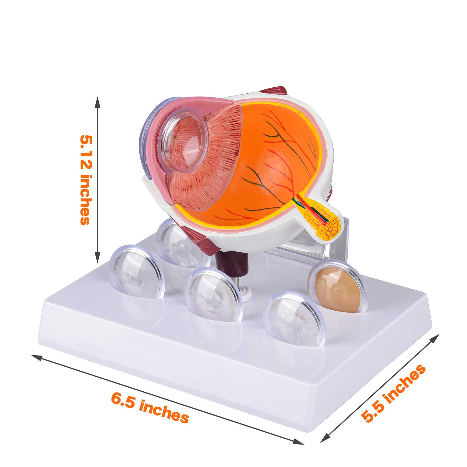 Cataract Eye Anatomy Model Size