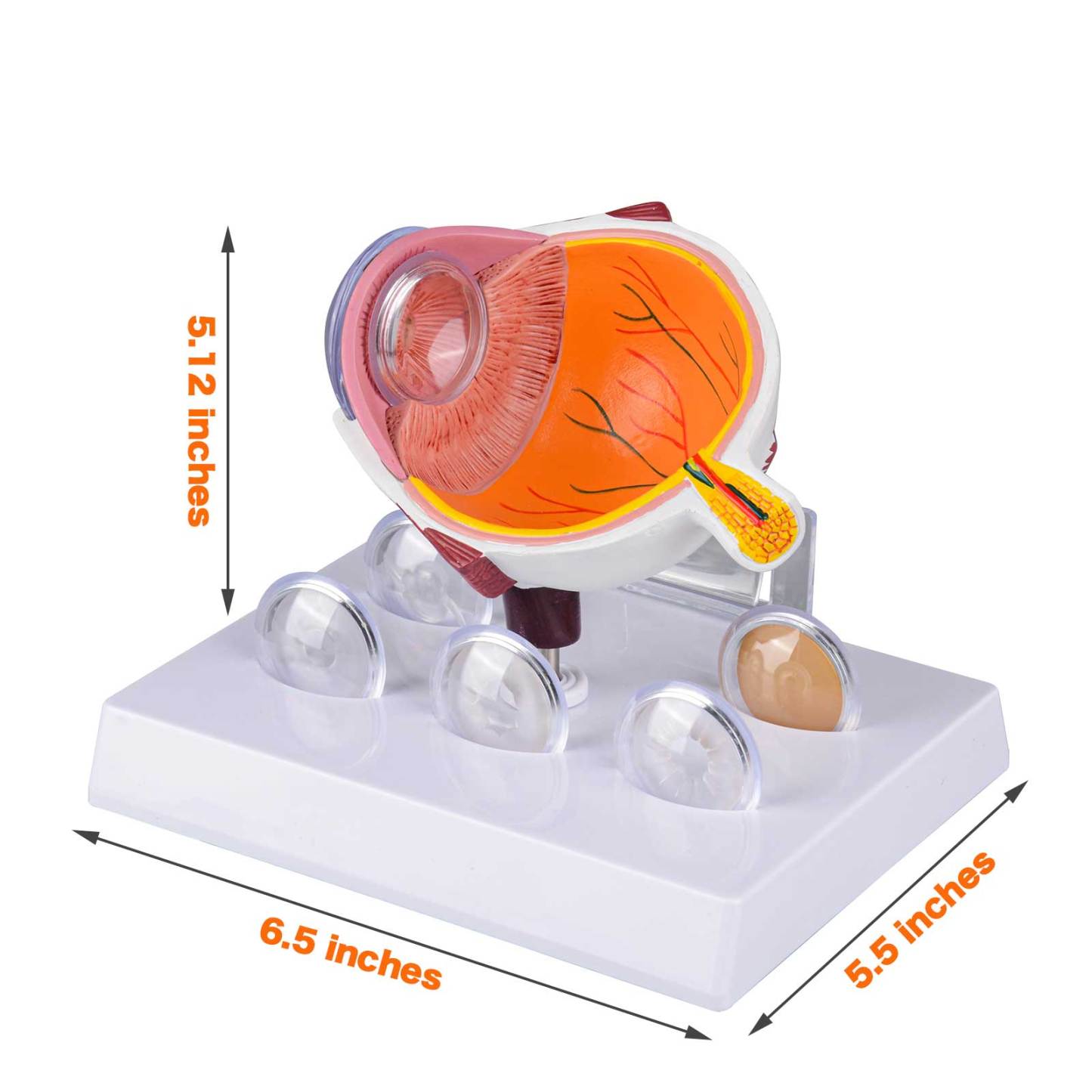 Cataract Eye Anatomy Model Size