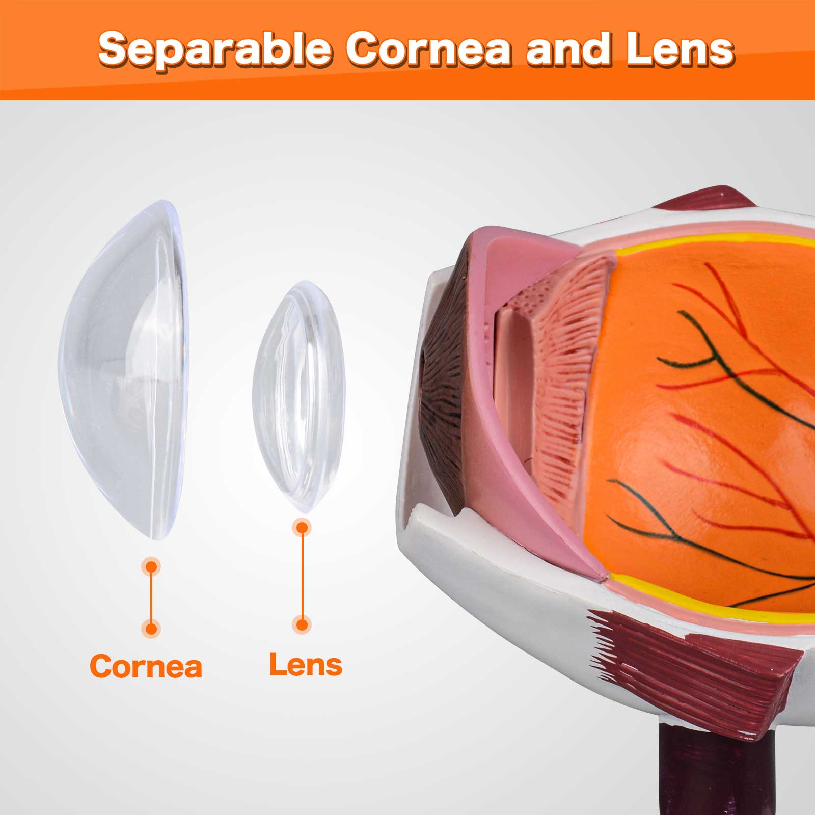 Replica of an Eye with Cataract Conditions for Human Anatomy, Physiology Education