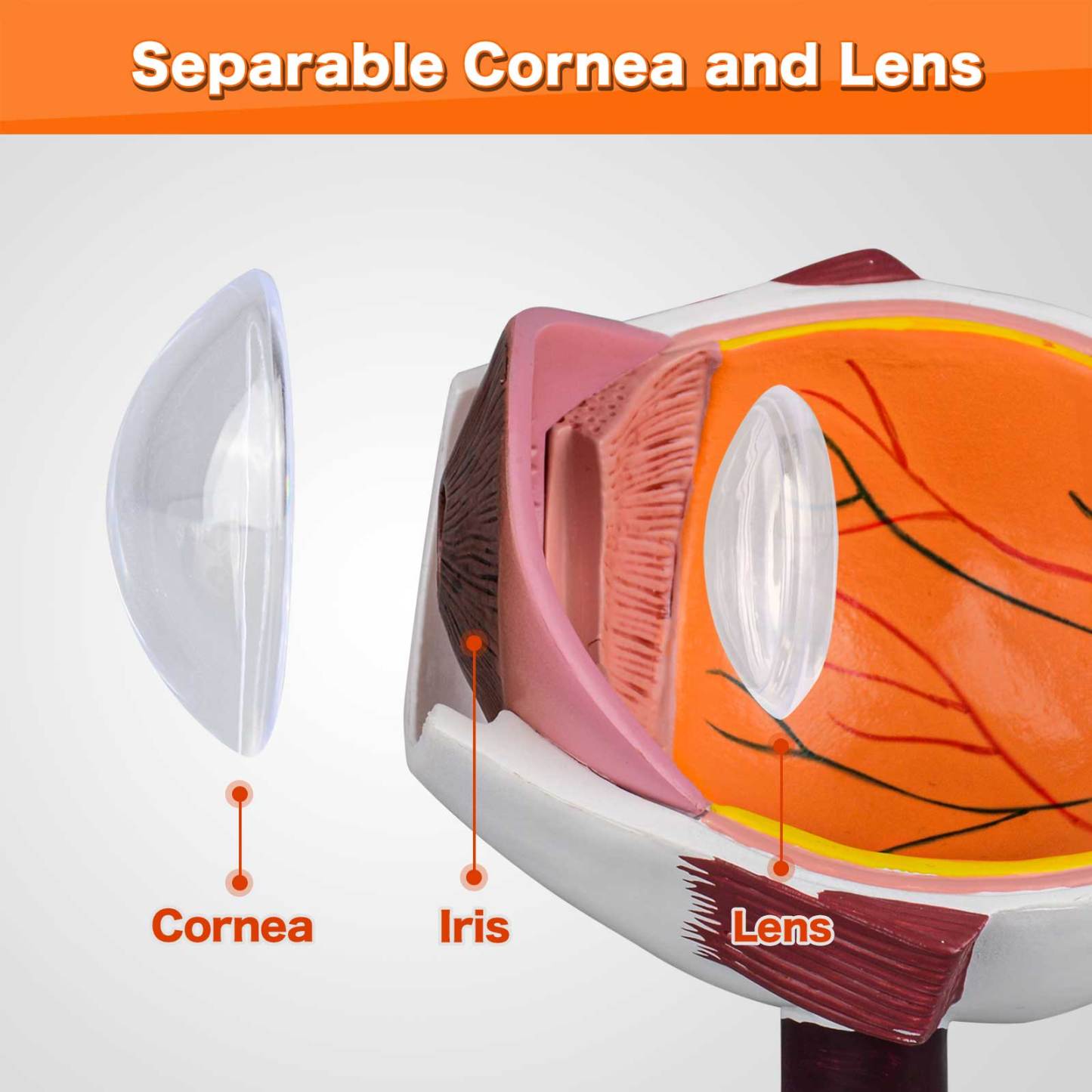 Cornea Cross Section Eye Anatomy
