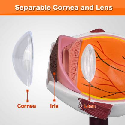 Cornea Cross Section Eye Anatomy