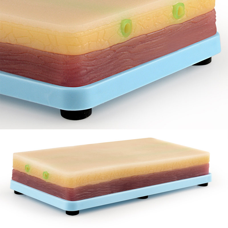 Ultrassist Small Venipuncture IV Injection Training Model with 2 Vessels