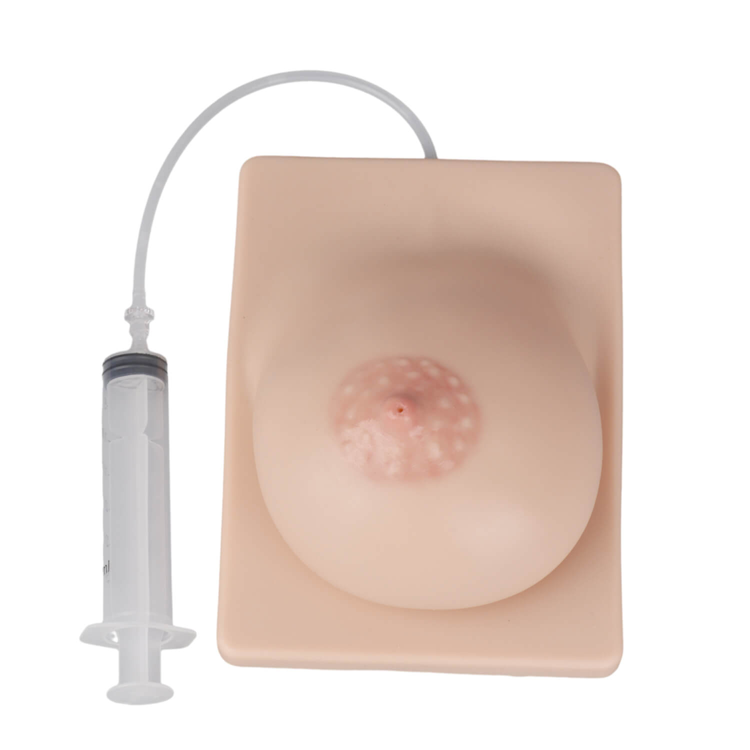 Female Breast Model Dx. During Lactation at Rs 1700, Anatomical Models in  Pune