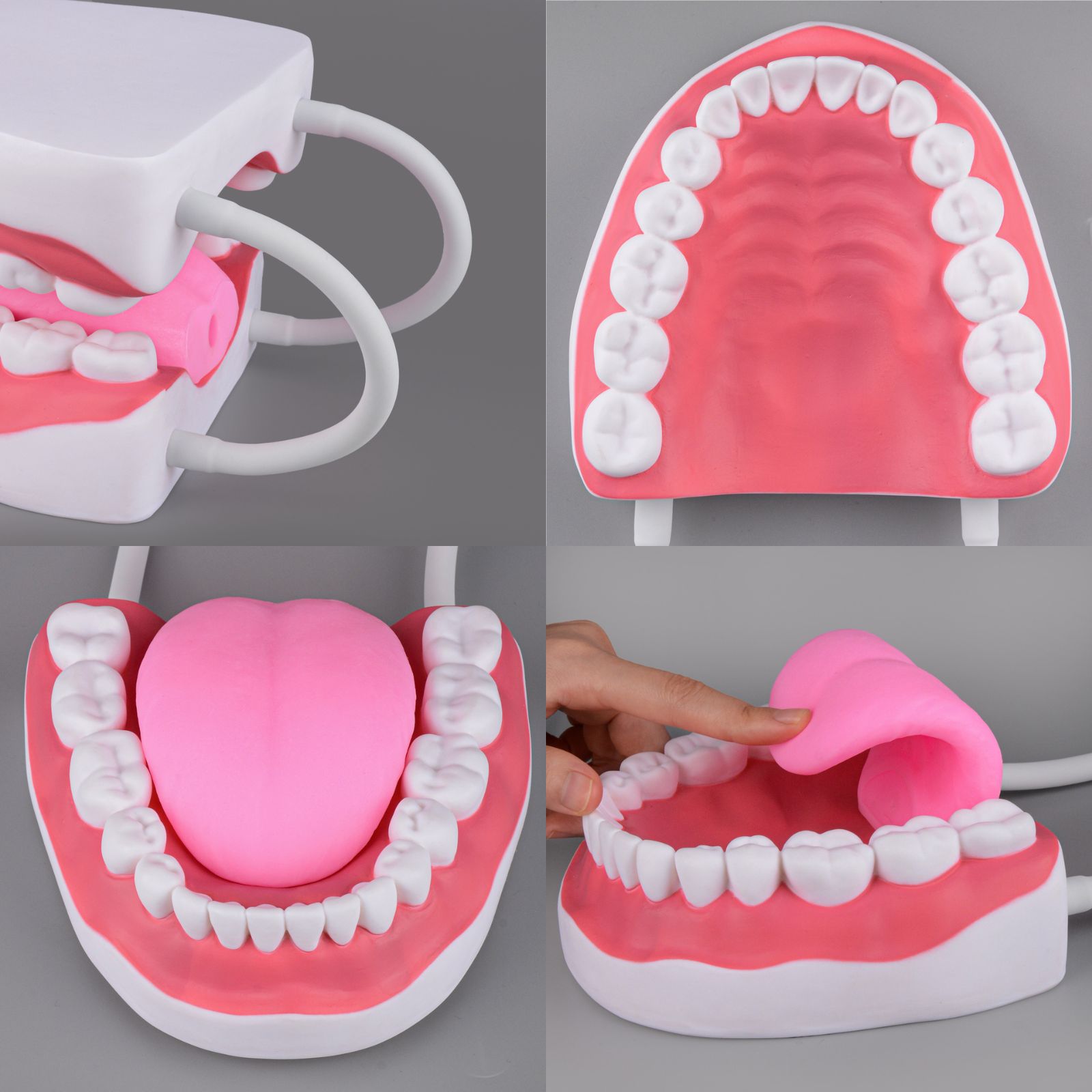 Speech Therapy Mouth Model with Tongue