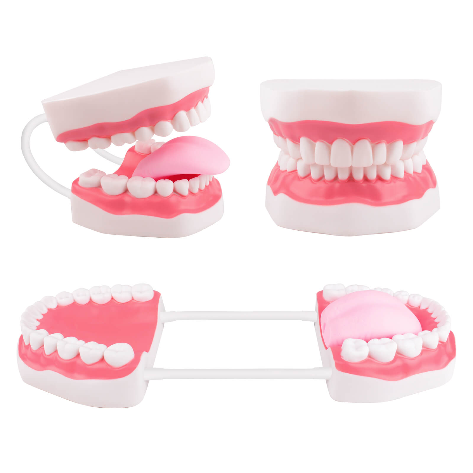 Speech Therapy Mouth Model with Tongue
