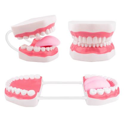 Speech Therapy Mouth Model with Tongue