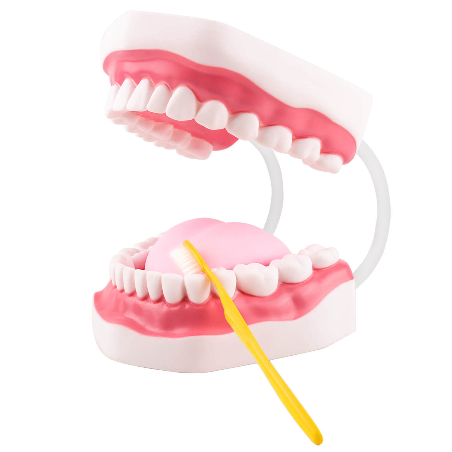 Ultrassist Mouth Model White Hinge for Speech Therapy