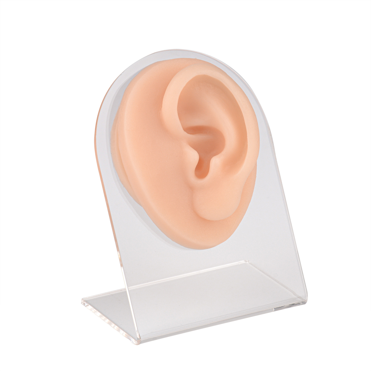 Ultrassist Practice Piercing Ear Silicone Model with Display Stand