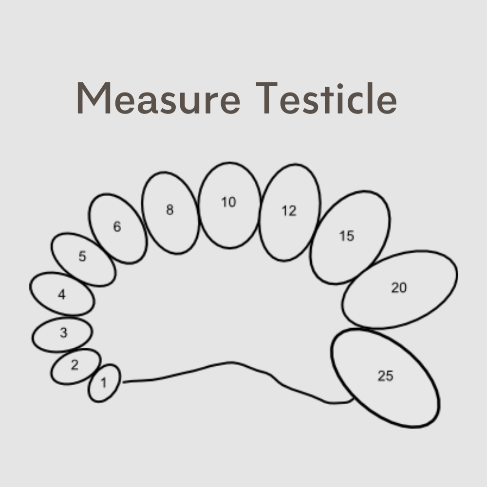 how-to-measure-testicle-size-or-testicular-volume-ultrassist